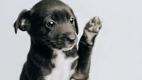 görselde genç bir köpek görünmekte - Köpeklerde Gençlik Hastalığı