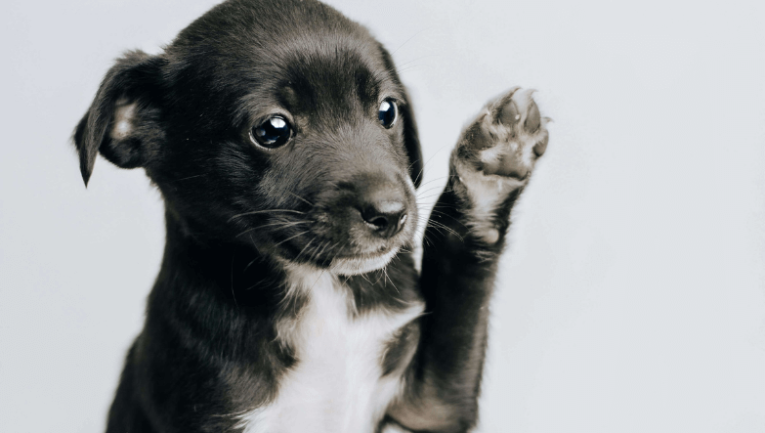 görselde genç bir köpek görünmekte - Köpeklerde Gençlik Hastalığı