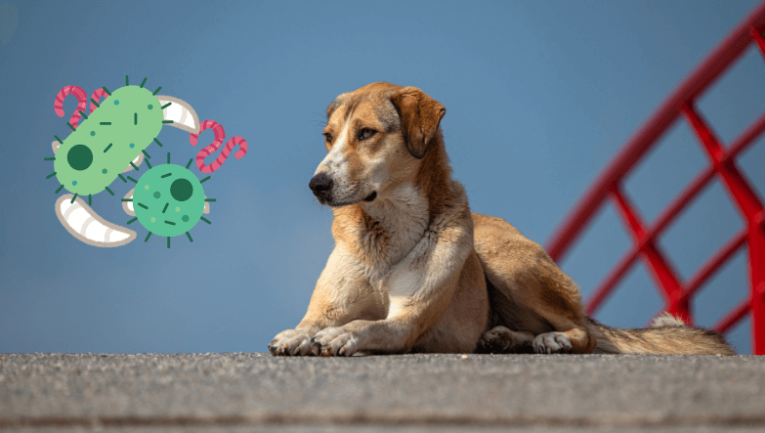 Görselde iç parazitleri temsil eden ikonlar ve bir köpek bulunuyor.