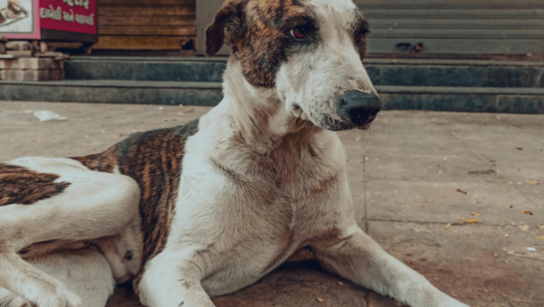 Görselde hasta gibi görünen bir köpek bulunmakta- köpeklerde uyuz hastalığı