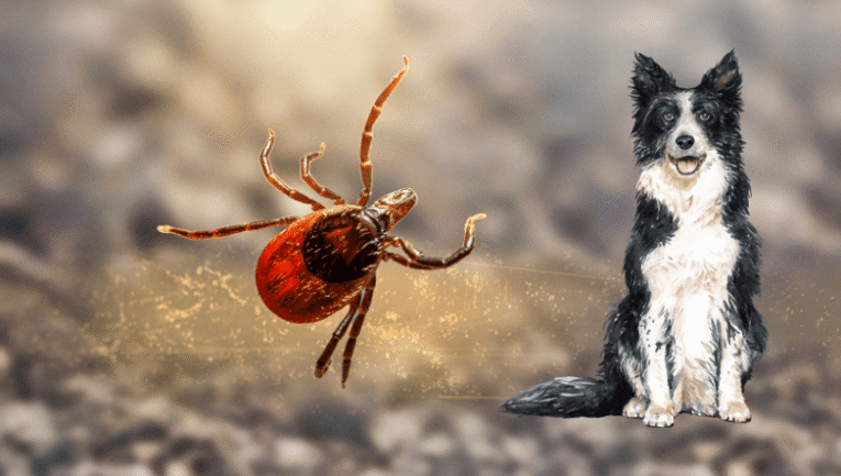 Görselde bir köpek ve bir kene bulunmakta