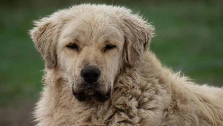 görselde agresif bir köpek bulunuyor