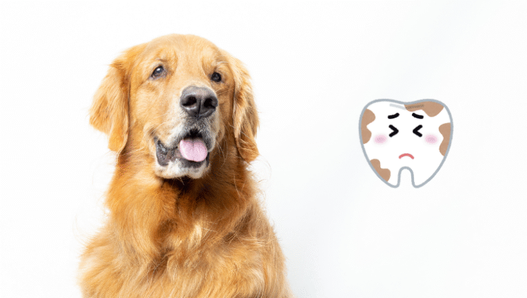 köpeklerde tartar ve plak konulu bir görsel