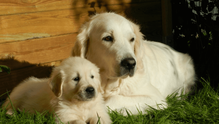 Görselde bir anne bir de yavru köpek bulunuyor