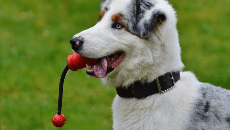 Köpek Oyuncakları, oyuncağı ile oynayan bir köpek