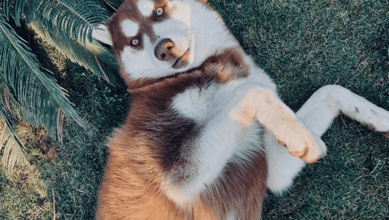 Köpeğimin Kilo Vermesine Nasıl Yardımcı Olabilirim?