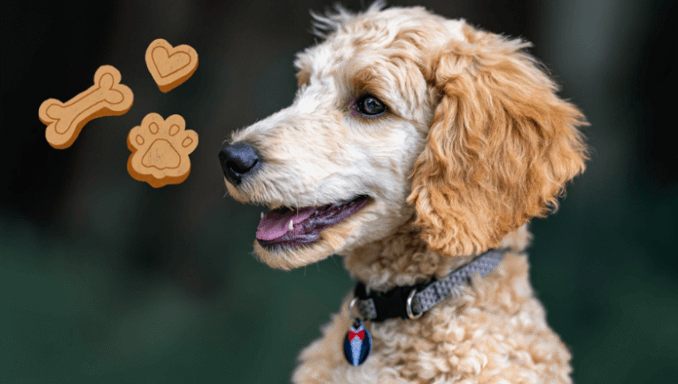 Köpek Maması Nasıl Saklanır?