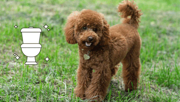 Yavru Köpeklerde Tuvalet Eğitimi