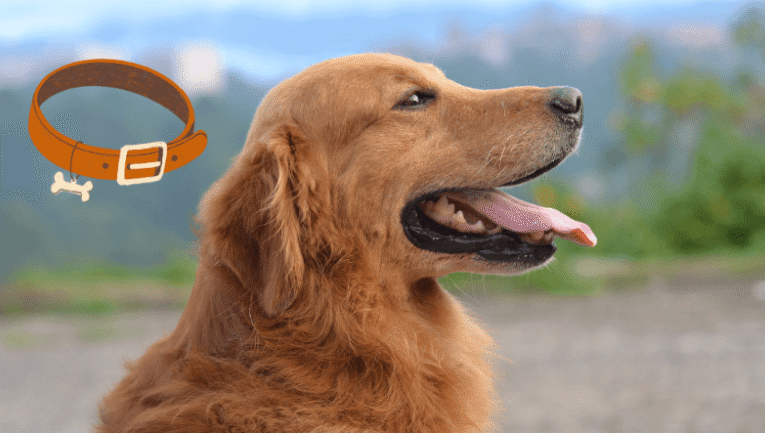 Havlama Önleyici Tasma