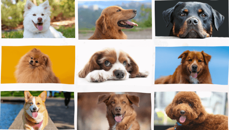 Çocuklarla anlaşabilen köpek türleri