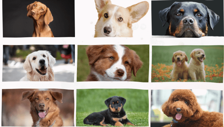 En Popüler Köpekler