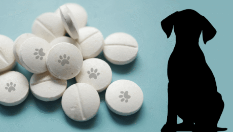 Köpeklere hap nasıl verilir?