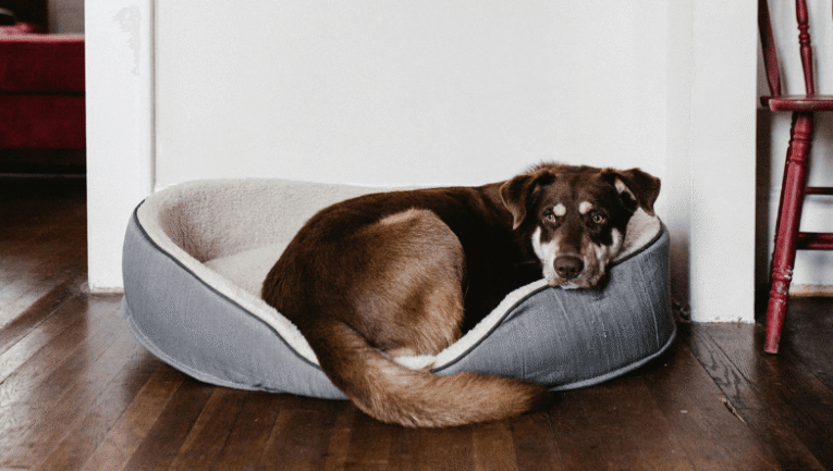 Köpek yatağı nasıl seçilir?